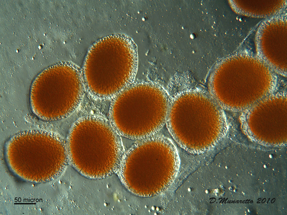 Uova di Ostracode